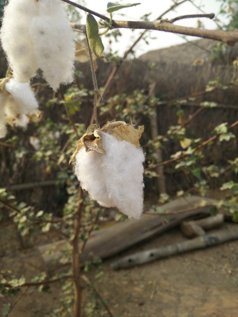 Cotton grown in the local village.