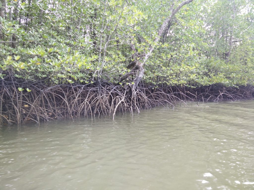 Langkawi's mangroves.