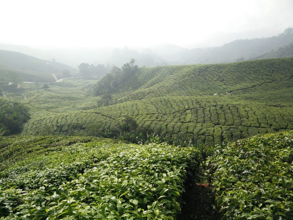 Tea plantations.