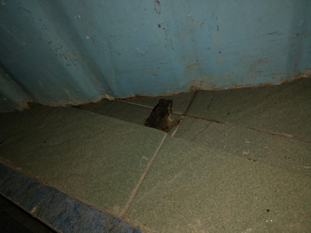 Nelly, my bathroom frog.