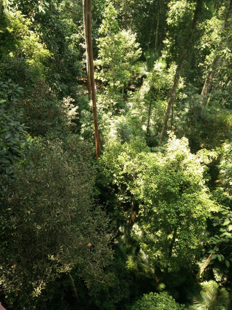 The view from the top of the canopy walkway.