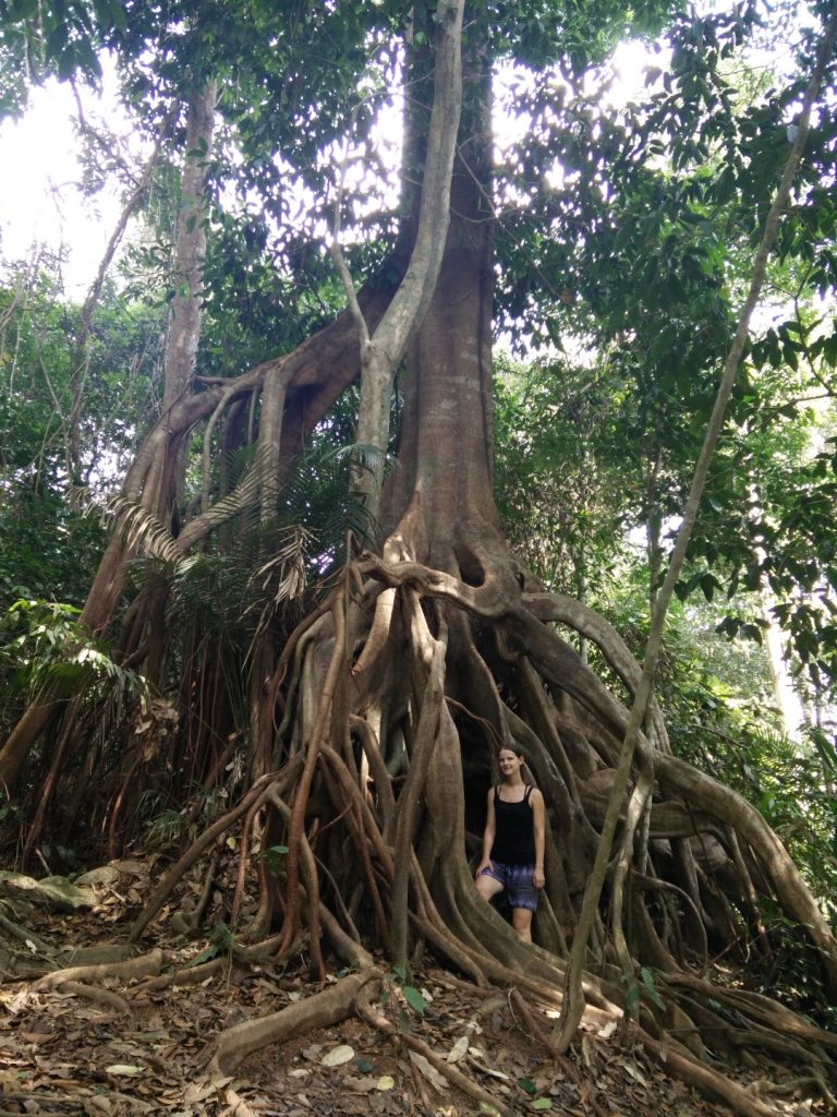 Giant tree in the Taman Negara jungle. 