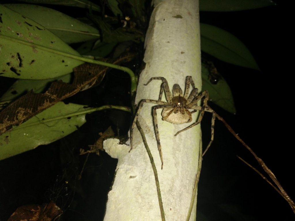 Another giant spider (don't know the name of this one).