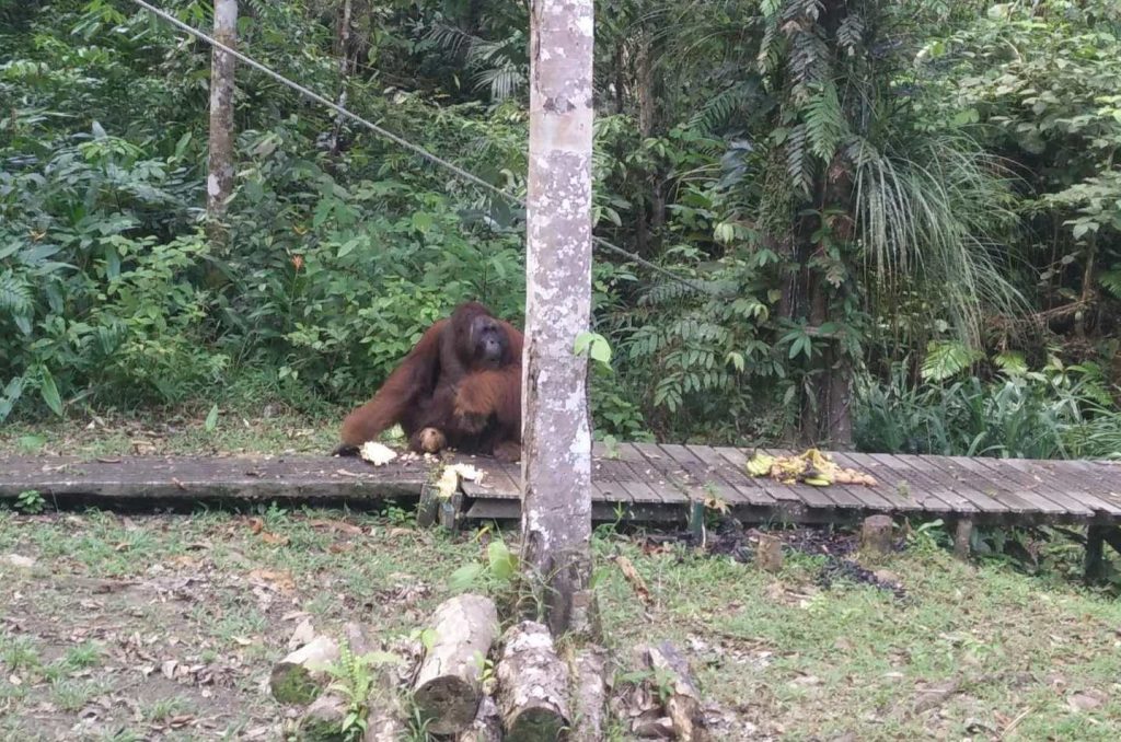 Richie, the alpha male of the orangutan rehabilitation park.
