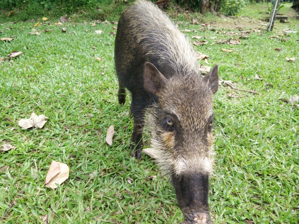 Curious baby bearded pig.