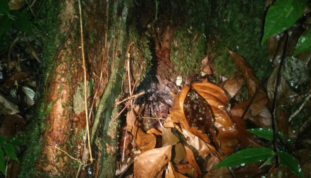 Tarantula hiding under a tree.
