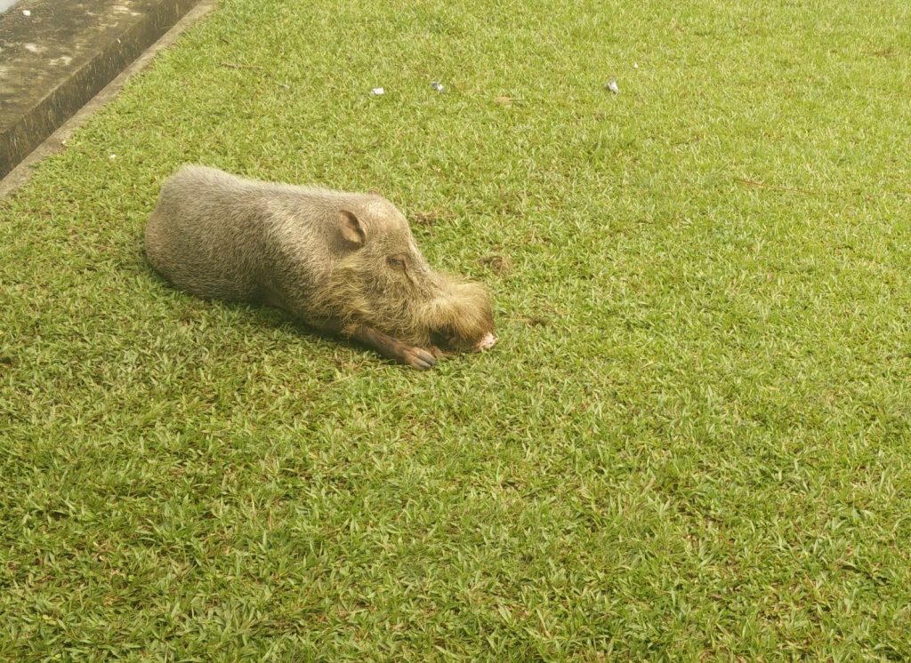 Bearded pig, chilling next to my room.
