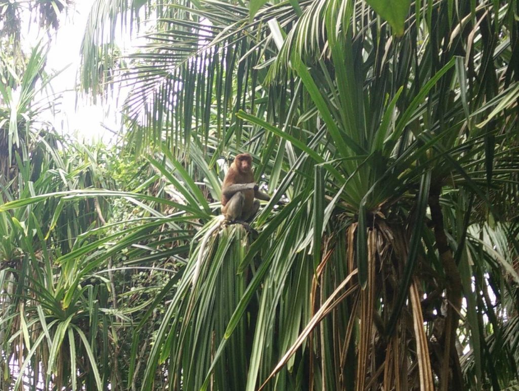 Proboscis monkey in its habitat :)