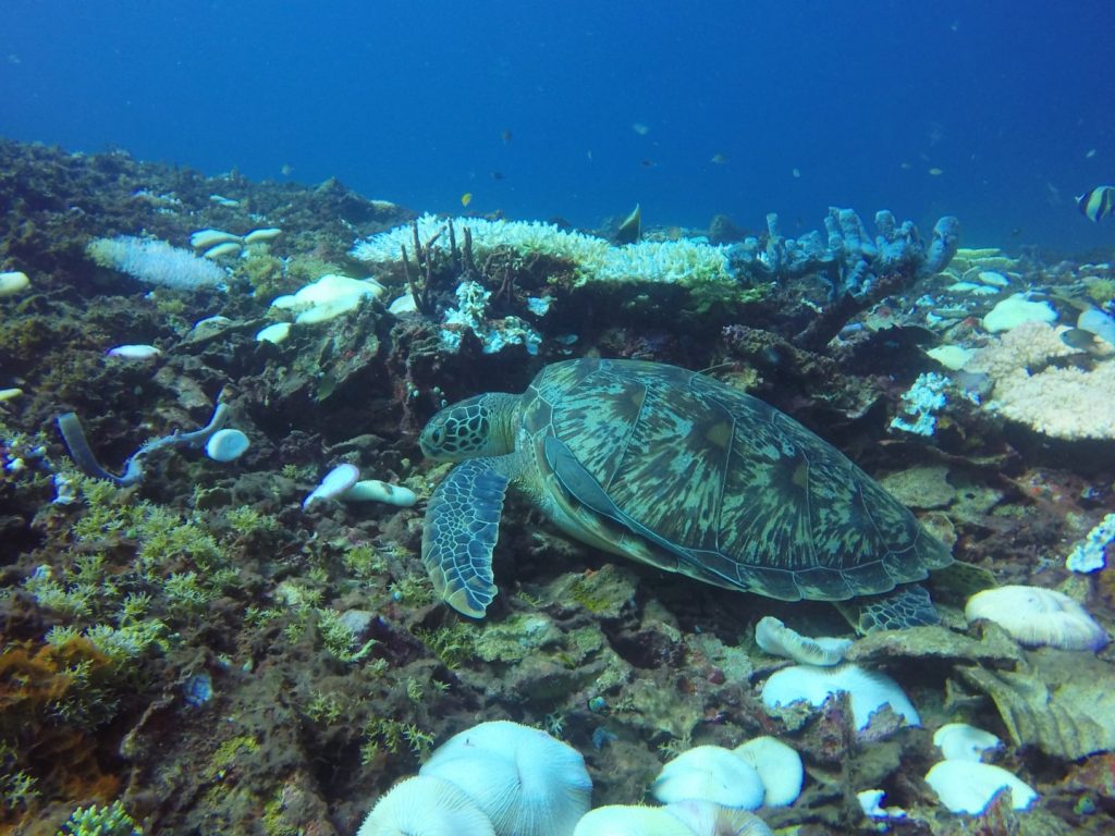 One of the turtles in Gili.