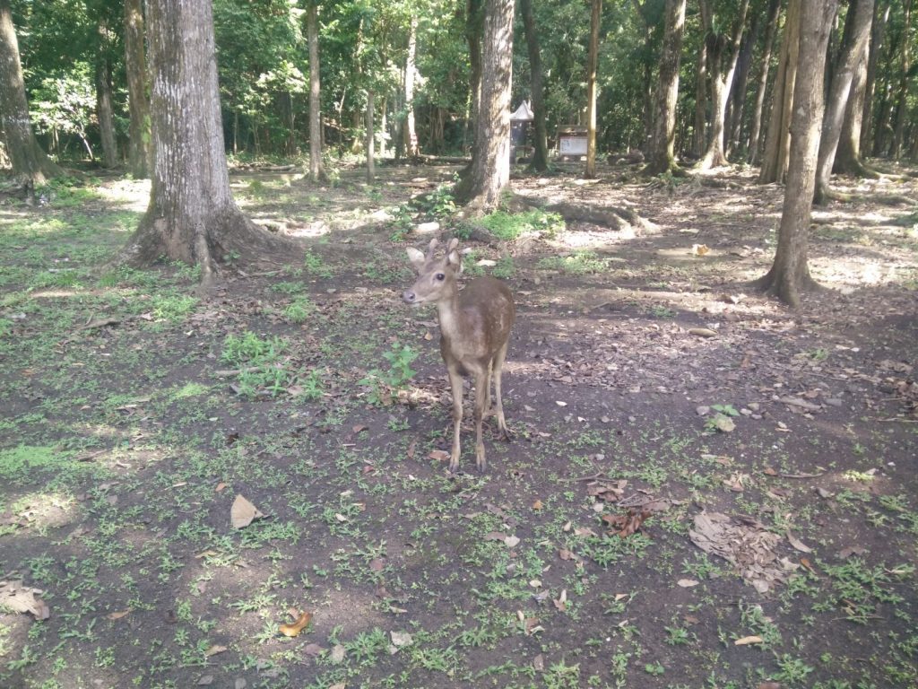 The friendly Pangandaran deer.
