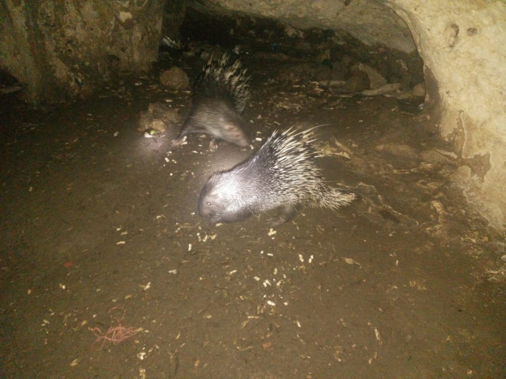Porcupines eating peanuts.