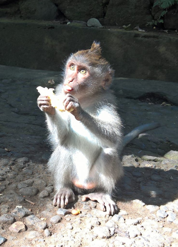 One of the cutest baby monkeys ever.