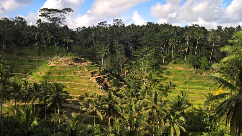 Rice terraces near Ubud.