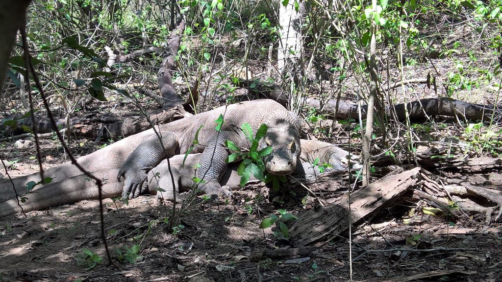 The two adult komodo dragons we've seen.