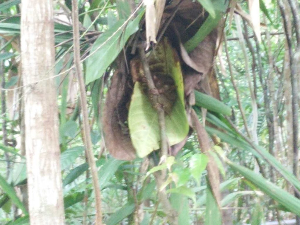My blurry attempt to take a picture of a tarsier