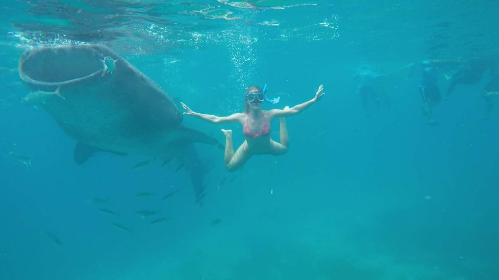 Whale shark with me for scale :P 