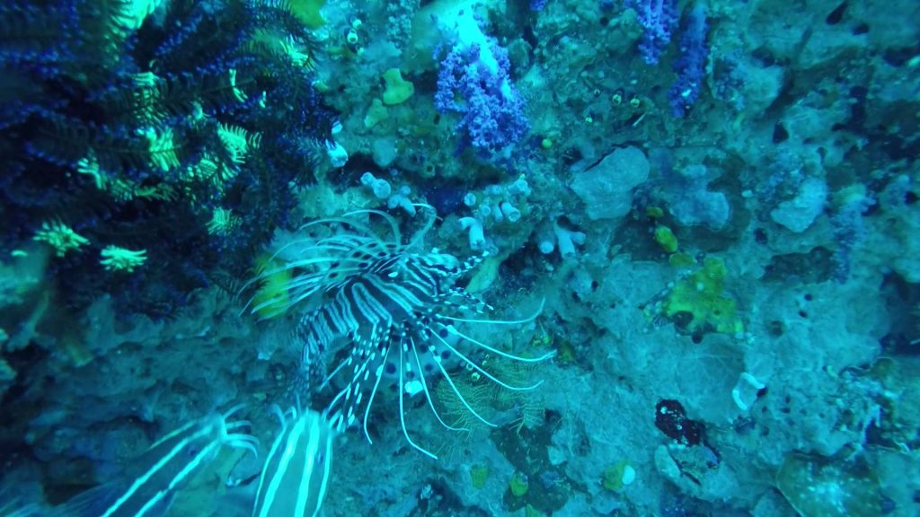 Picture of a lionfish during the day with natural light