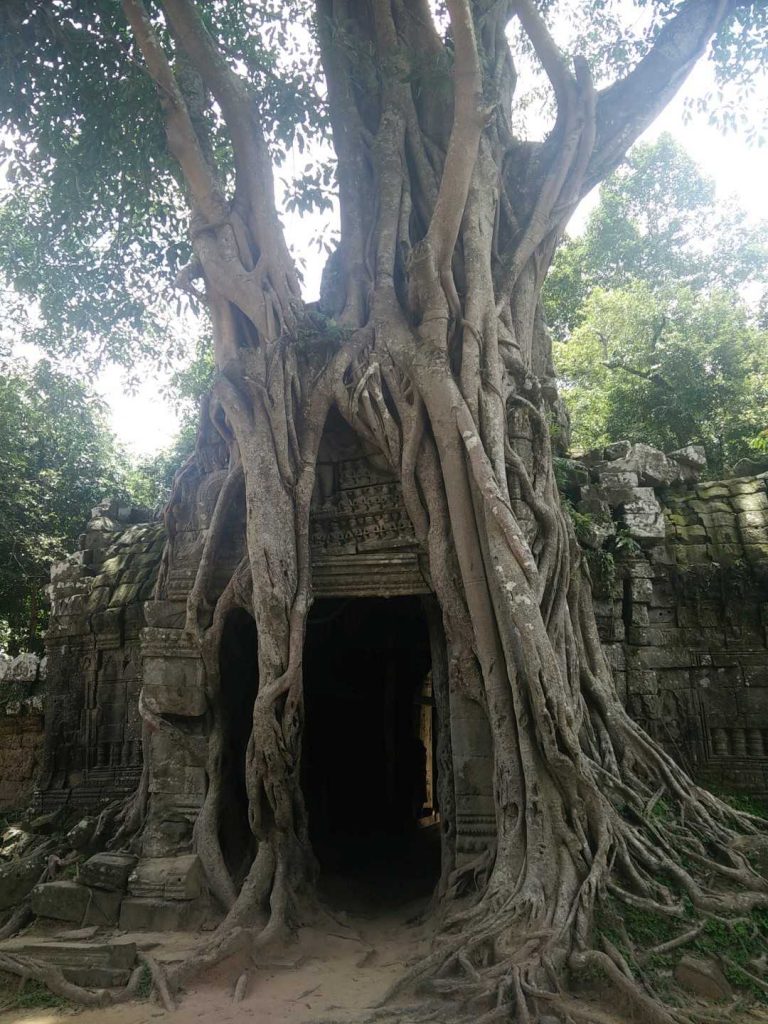 I love how these trees grow around and through the temples.